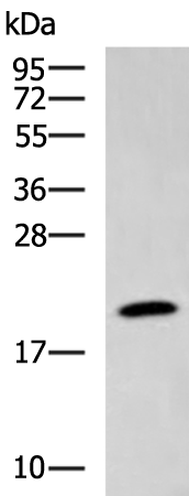 TD-P055271（514827）.png