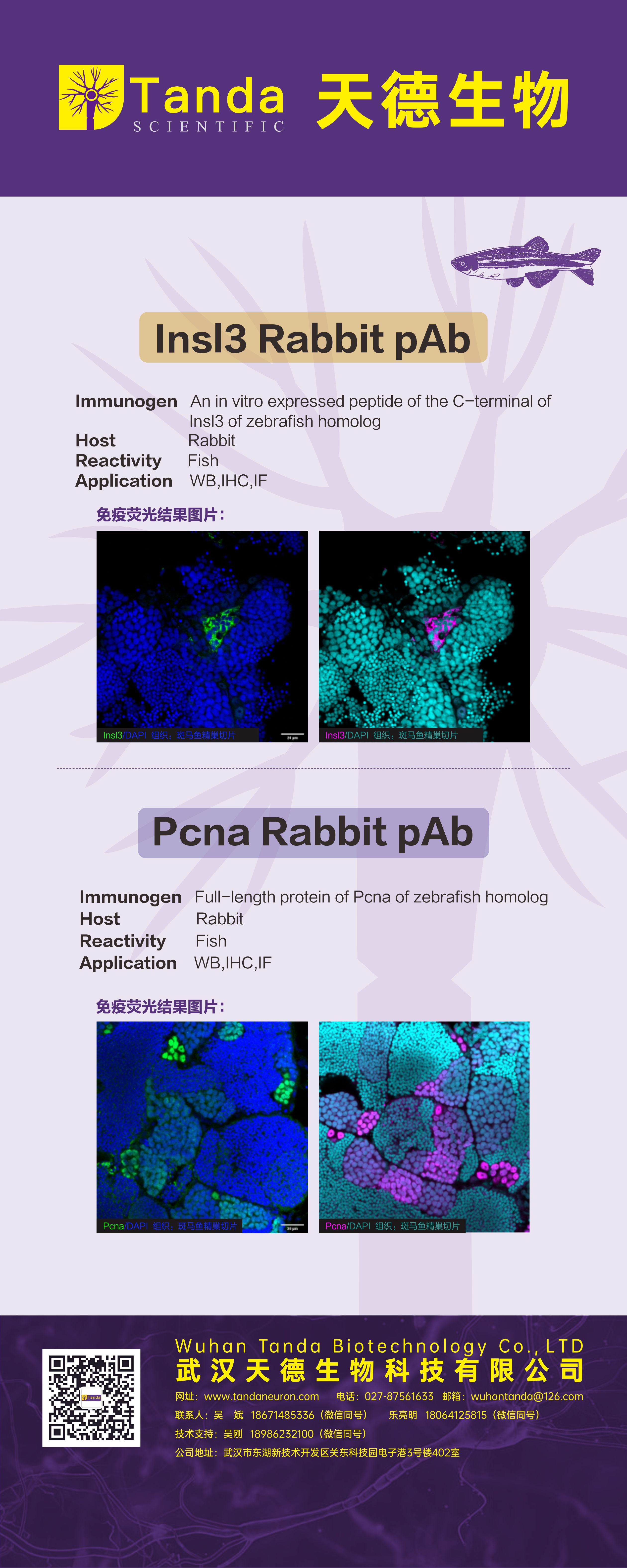 Tanda展会Insl3、Pcna.jpg