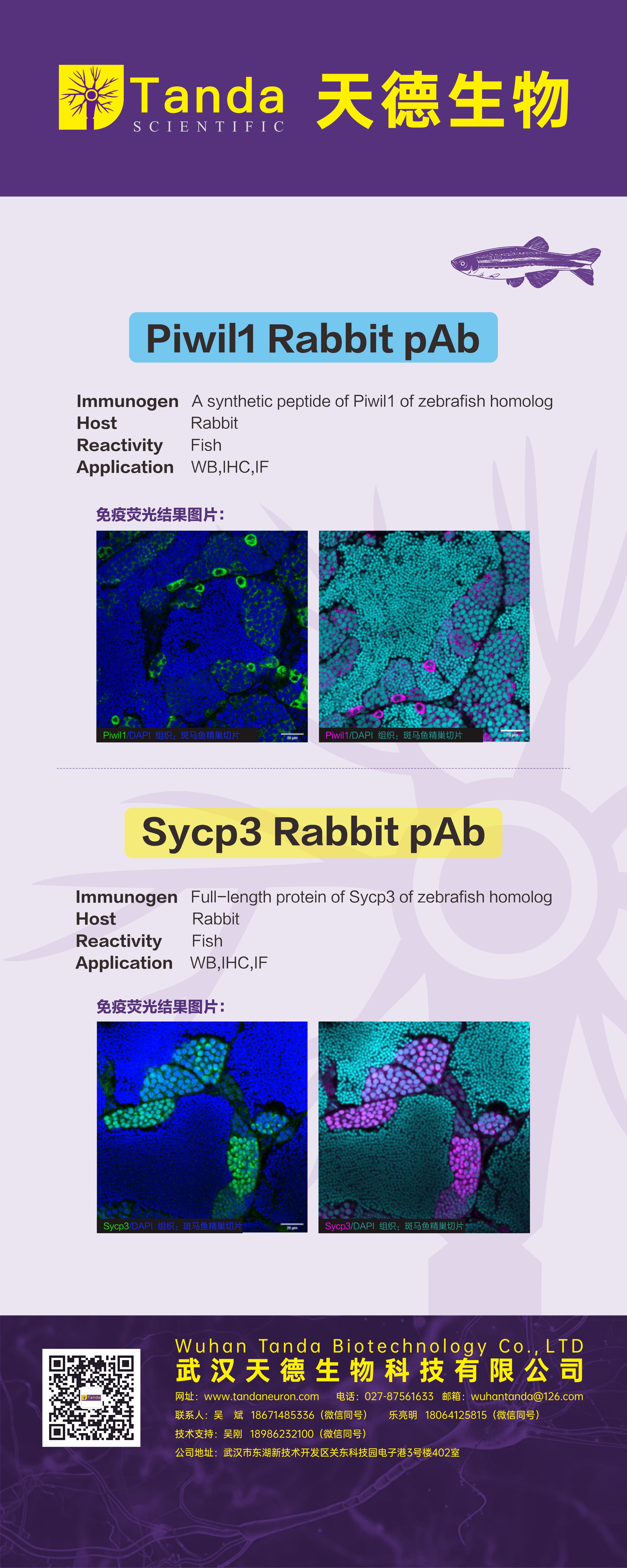 Tanda展会 Piwil1、Sycp3.jpg