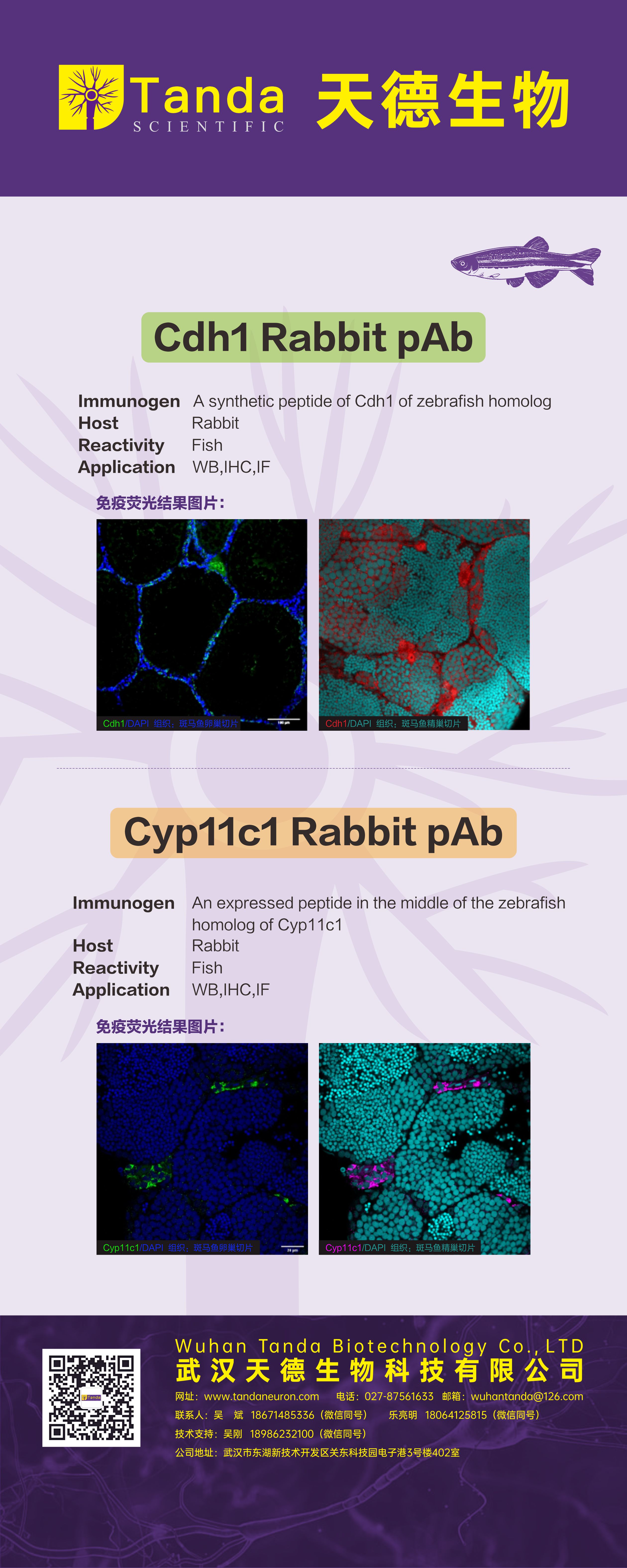 Tanda展会Cdh1、Cyp11c1. jpg.jpg