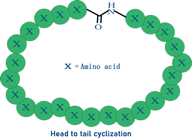 酰胺键-多肽首尾成环.png
