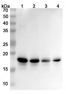 TD-HW755036-WB-1.jpg