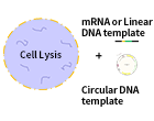 Invitro-service-content-1.png