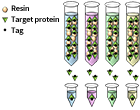 Invitro-service-content-3.png